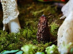 -运·中餐厅(成都华尔道夫酒店)