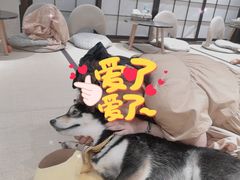 -逗柴咖啡屋·狗咖猫咖宠物桌游