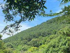 -汉拿树木园