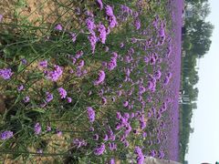 iphone_upload_pic-北京东方普罗旺斯薰衣草庄园