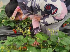 -喜杨洋草莓采摘园