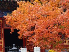 -香山公园
