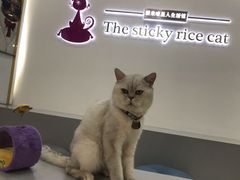 -糯米喵星人·撸猫猫舍咖啡馆(西市场嘉华店)