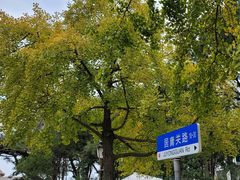 -八大关景区