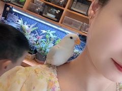 -吉丁鸟咖·异宠·寄养