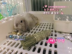 -猫猫幼稚园·撸猫·桌游·电玩