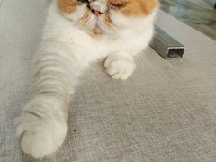 -猫岛主趣味餐厅(鼓浪屿店)