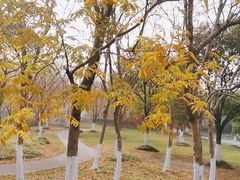 -顾村公园