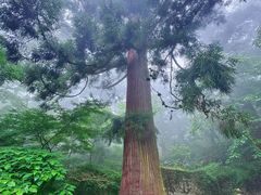 -天目山大树王景区