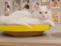 -藏猫猫咖啡主题馆(中央大道店)