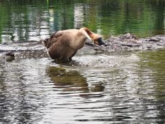 -靖西鹅泉风景区