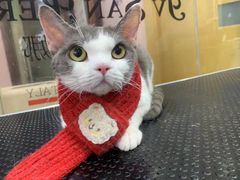 -车接车送·寄养洗护·德文猫舍(大宁店)