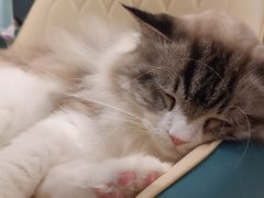 -安格丽娜·狗咖·猫咖羊驼咖(春熙路百盛商场店)