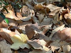 -上海佘山国家森林公园天马山园