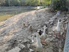 -上海海湾国家森林公园