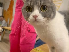-柴迷FANS CLUB·柴犬狗咖·猫咖