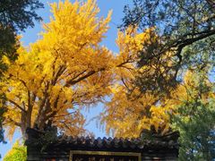 -泰山风景名胜区-普照寺