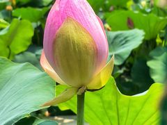 -莲花池公园