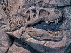 -正佳自然科学博物馆