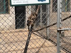 -合肥野生动物园