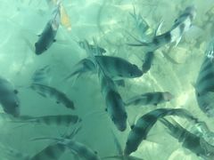 -东姑阿都拉曼海洋公园