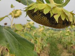 -光明小镇欢乐田园