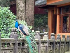 -都江堰普照寺