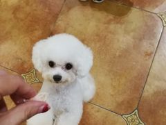 -more than meow吴止猫主题餐厅(承德 中船汇店)