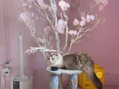 -三花喵·撸猫购宠·宠物生活馆(虹桥南丰城店)