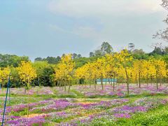 -天适樱花悠乐园