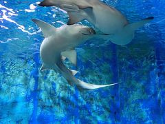 -锦艺城海洋馆
