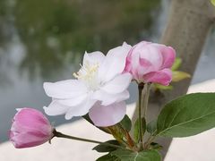 -海棠花溪(元大都城垣遗址公园)