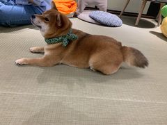 -逗柴咖啡屋·狗咖猫咖宠物桌游