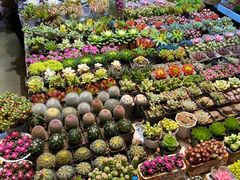 -朝来春花卉市场