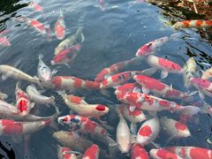 -香麒园·过桥米线·南湖雅宴