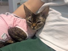 -纳吉亚猫专科动物医院·北北分院