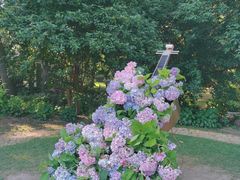 -上海共青森林公园