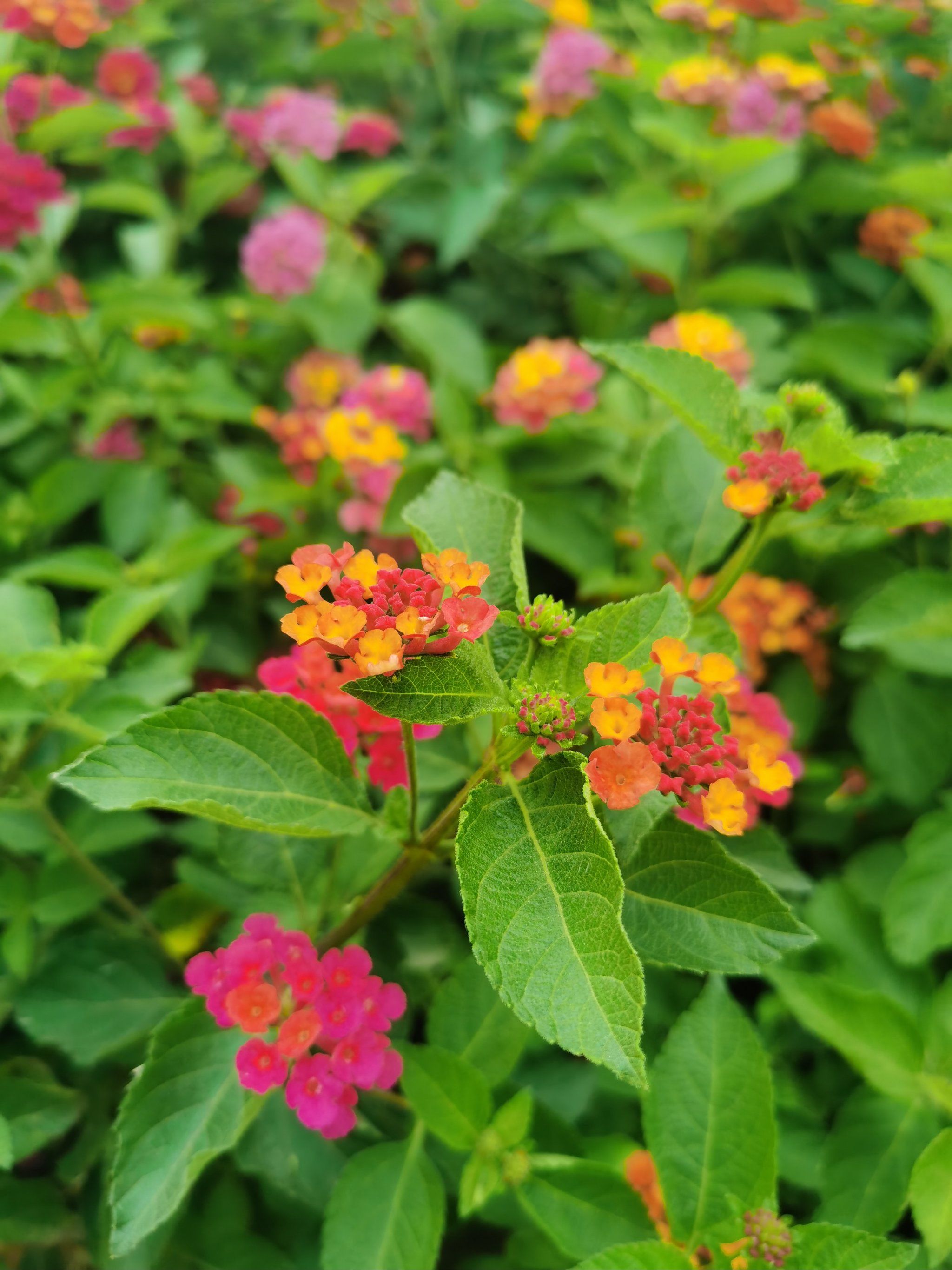 每天认识一种花～五色梅