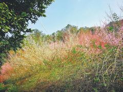 -铁山坪森林公园