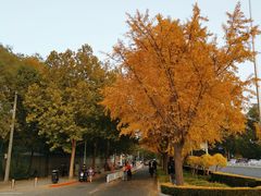 -三里屯东五街银杏大道