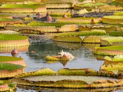 -荷塘月色湿地公园·向阳花洲