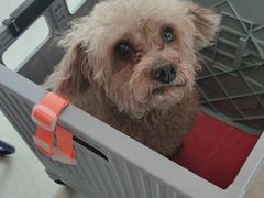 -瑞派福兴宠物医院犬猫全科·骨科·中西医结合(河东店)