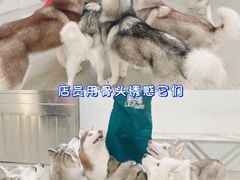 -星多哈·狗咖·拼豆·咖啡