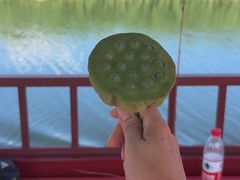 -白洋淀风景区