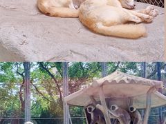 -上海野生动物园