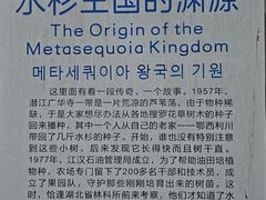 -水杉园
