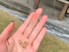 -恩阳古镇