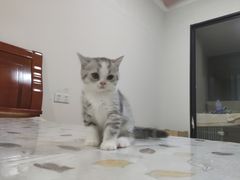 -瑞派名望24h动物医院异宠专科·猫专科·骨科·重症监护分院