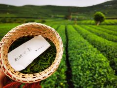-龙坞茶村