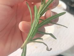 -花见无国界料理(科林楼店)
